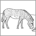 zebra